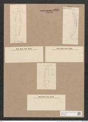Amphora oblonga Greg. (de-Toni-Nr.: Genus 36, Species 1673) Zeichnungen Sammlung Grunow Nr. 3221 (NHMW-BOT-W0370678)